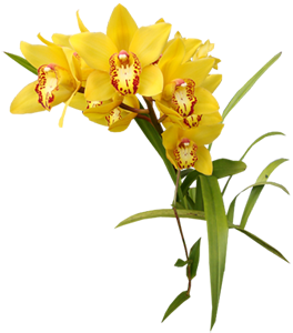 Yellow orchid - new beginnings